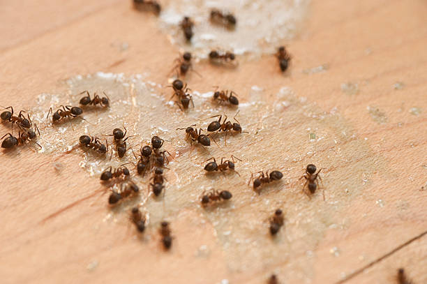 Best Flea Control Services  in Poughkeepsie, NY